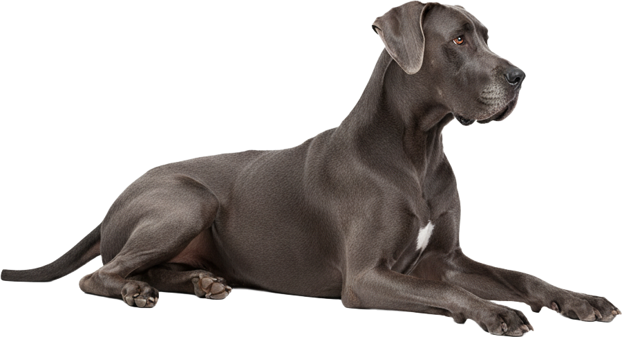 Vet Prime Misja i Wartosci