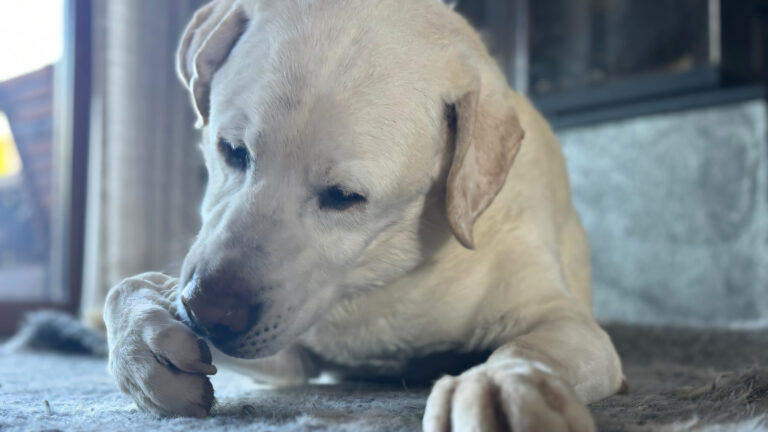 Read more about the article Alergia u zwierząt – objawy, przyczyny i co warto wiedzieć?